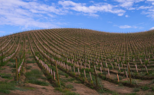 Vineyards in Yakima, WA